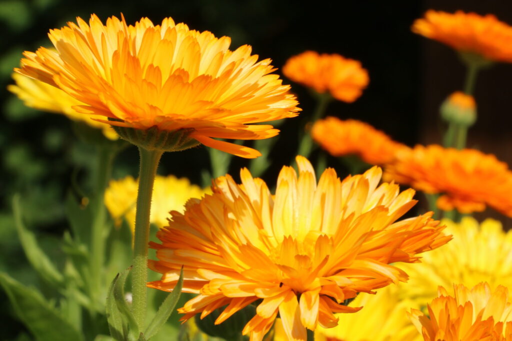 Calendula officinalis flower