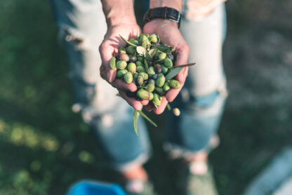 Handful Of Olives