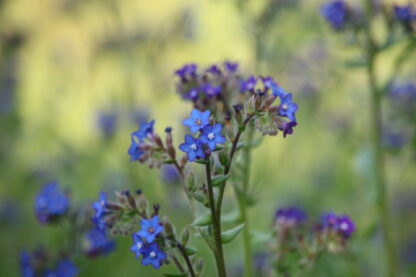 Flower Of Alkanna Tinctoria