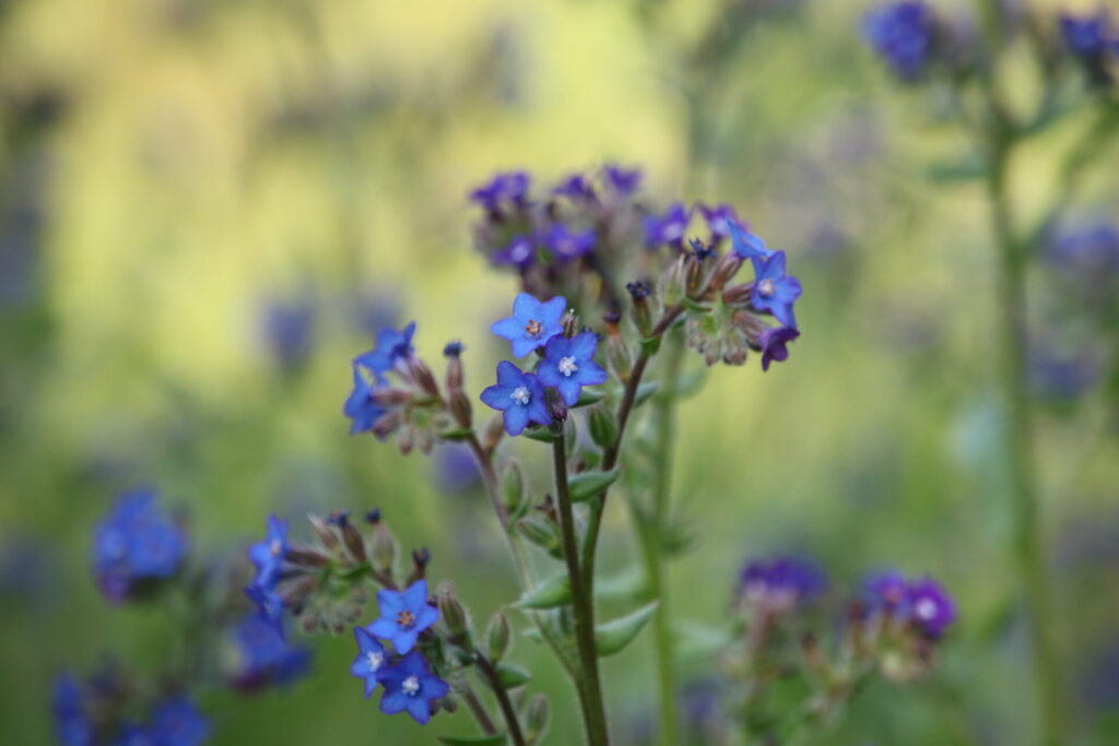 Alkanna Tinctoria flower