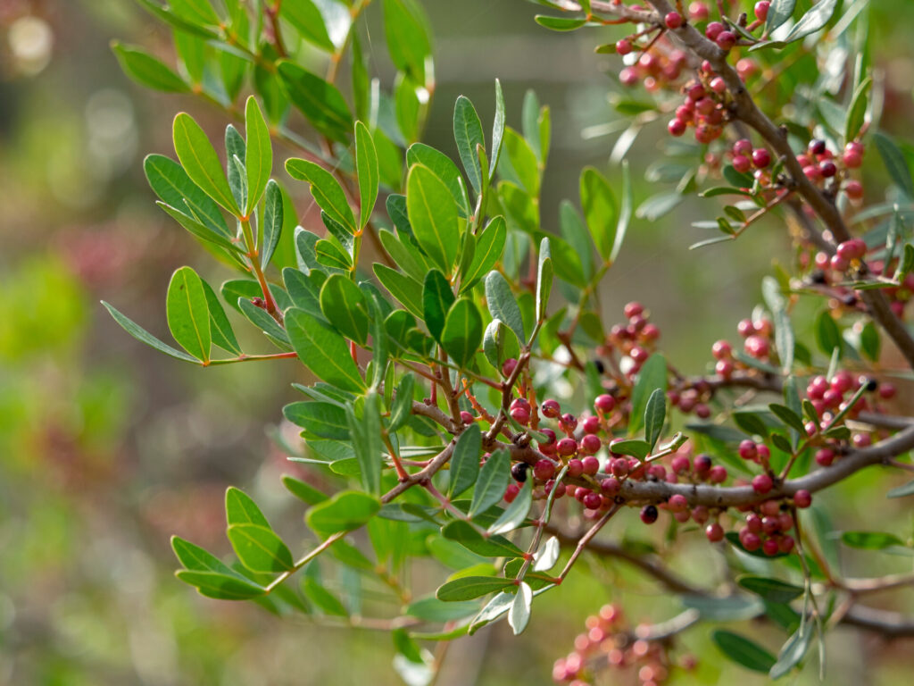 Pistacia lentiscus