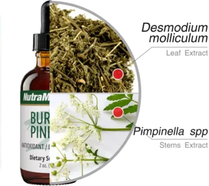 Burbur Pinella Nutramedix Ingredients