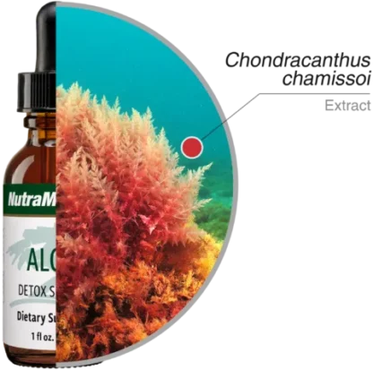 Algas Nutramedix Ingredients